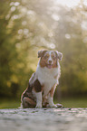 Australian Shepherd