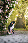 Australian Shepherd