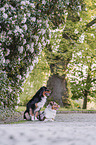Australian Shepherd