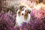 Australian Shepherd