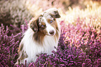 Australian Shepherd