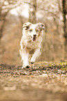 Australian Shepherd