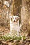Australian Shepherd