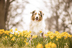 Australian Shepherd