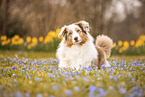 Australian Shepherd