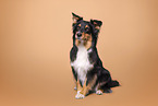 Australian Shepherd