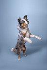 Australian Shepherd