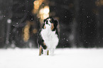 Australian Shepherd