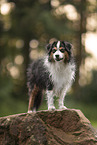 Australian Shepherd