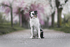 Australian Shepherd