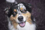 Australian Shepherd