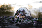 Australian Shepherd