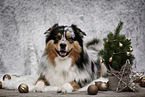 Australian Shepherd