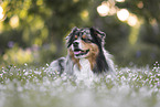 Australian Shepherd