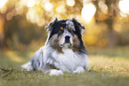 Australian Shepherd