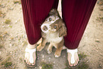 Australian Shepherd
