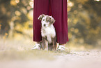 Australian Shepherd