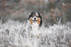Australian Shepherd
