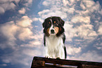 Australian Shepherd