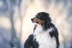 Australian Shepherd