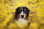 Australian Shepherd