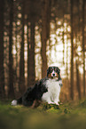 Australian Shepherd