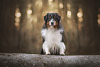 Australian Shepherd