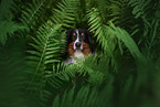 Australian Shepherd