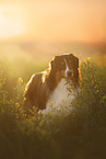 Australian Shepherd