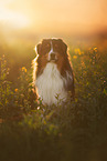 Australian Shepherd