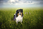 Australian Shepherd