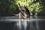 Deutscher Schferhund
