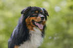 Australian Shepherd