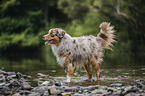 Australian Shepherd