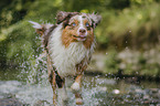 Australian Shepherd