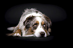 Australian Shepherd
