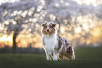 Australian Shepherd