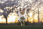 Australian Shepherd