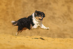 Australian Shepherd