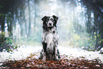 Australian Shepherd