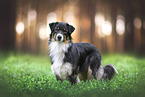 Australian Shepherd
