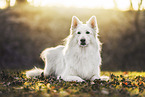 Wei�er Schweizer Sch�ferhund