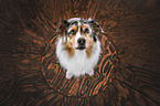 Australian Shepherd