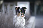 blue-merle Australian Shepherd