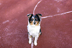 blue-merle Australian Shepherd