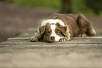 red-tri Australian Shepherd