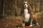 red-tri Australian Shepherd