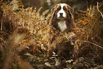 red-tri Australian Shepherd