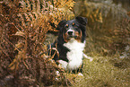 black-tri Australian Shepherd