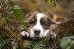 red-tri Australian Shepherd